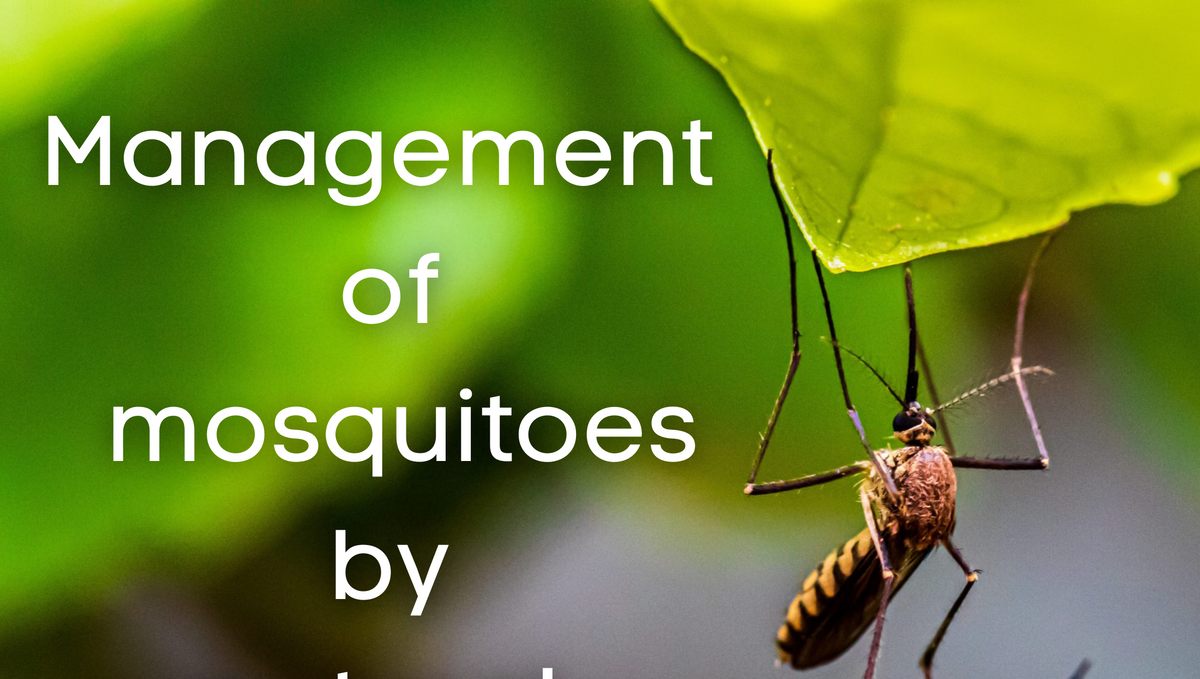 What are 3 common methods to control mosquitoes?