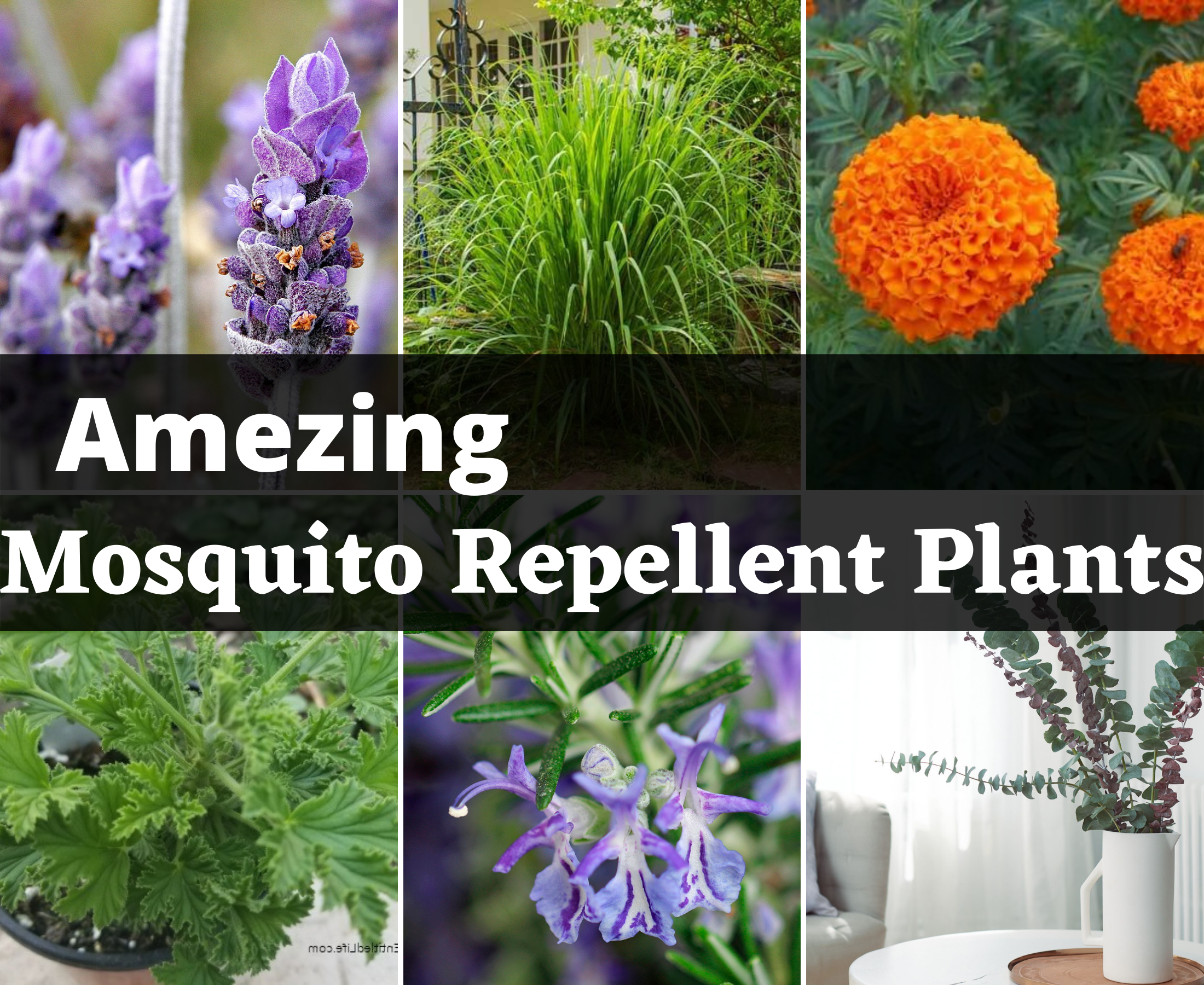 Best mosquito repellent plant for indoor