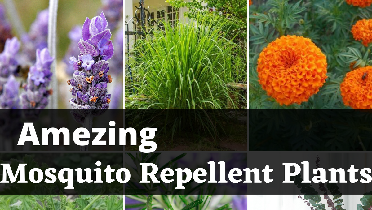 Best mosquito repellent plant for indoor