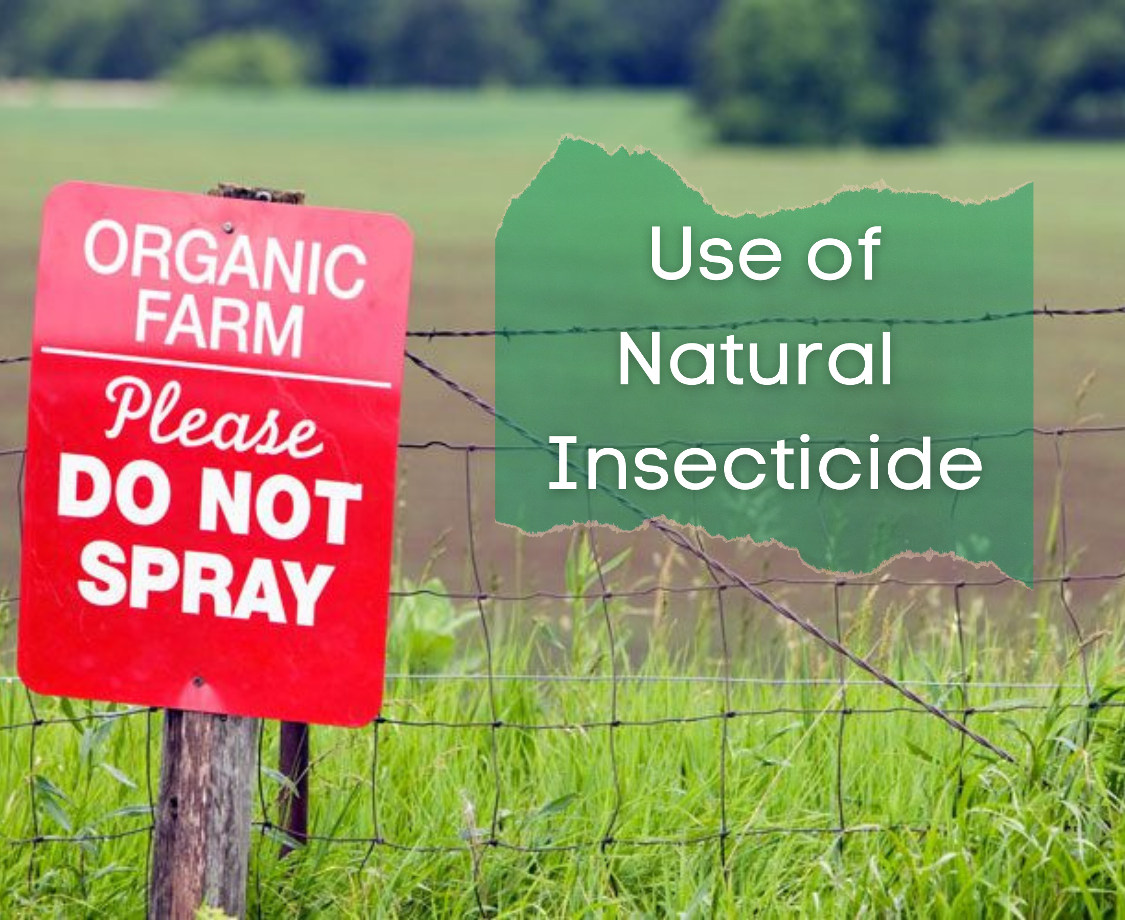 Which animals and plants are used as a natural insecticides?