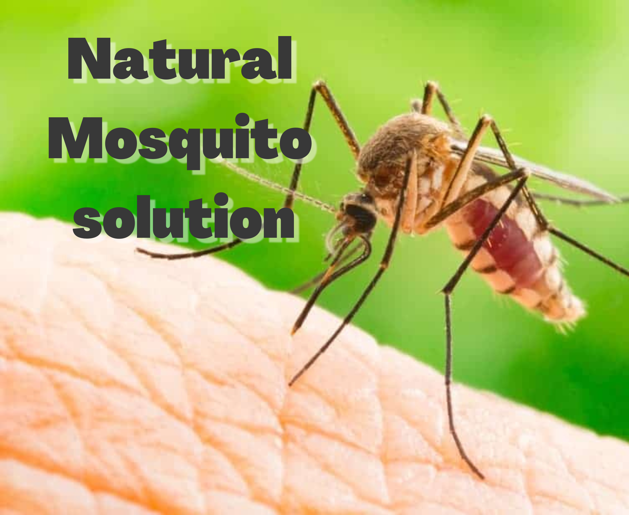 Natural mosquito repellent – way to keep nuisance at bay
