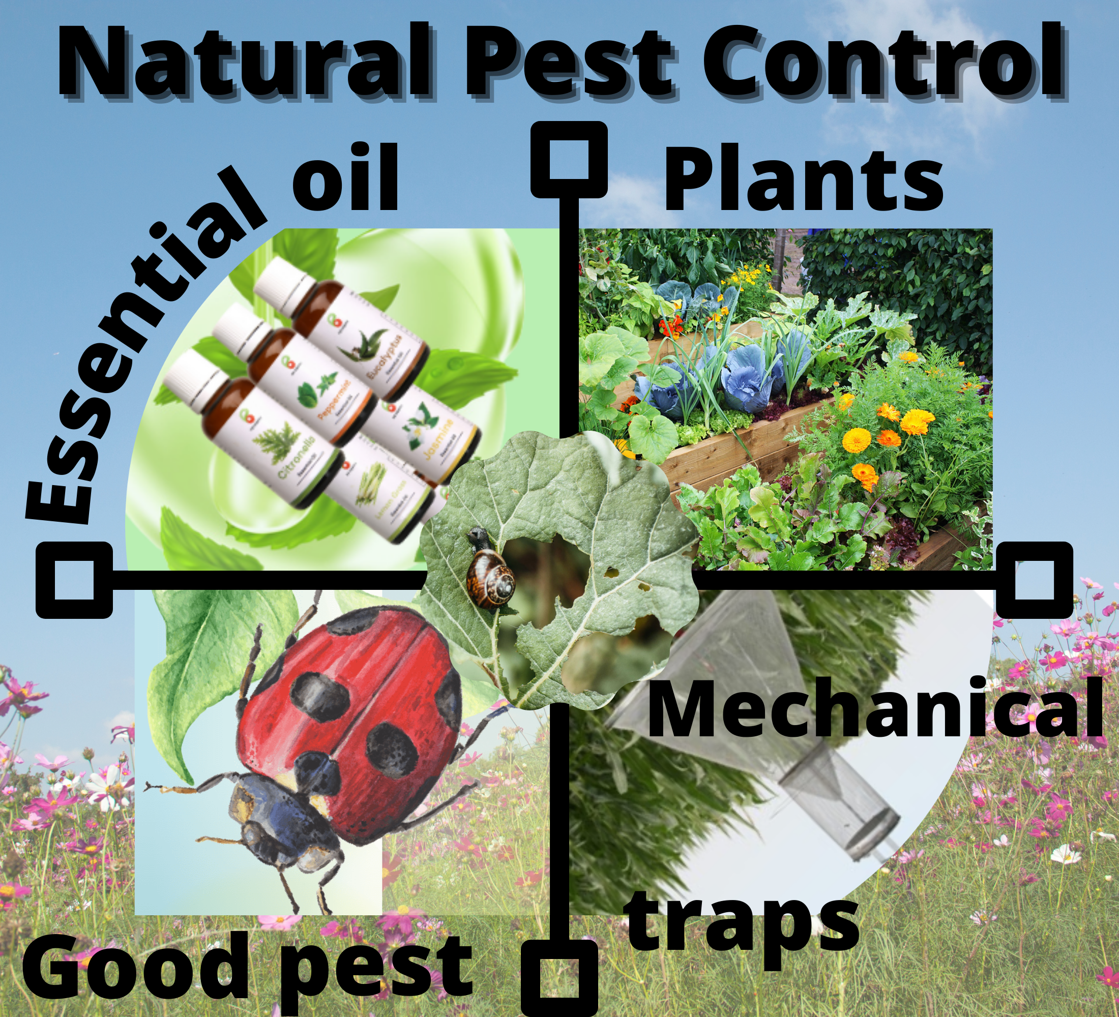 Pest Control Services