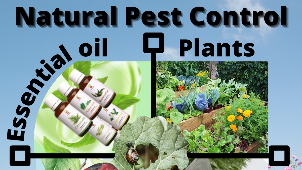 What is natural pest control?