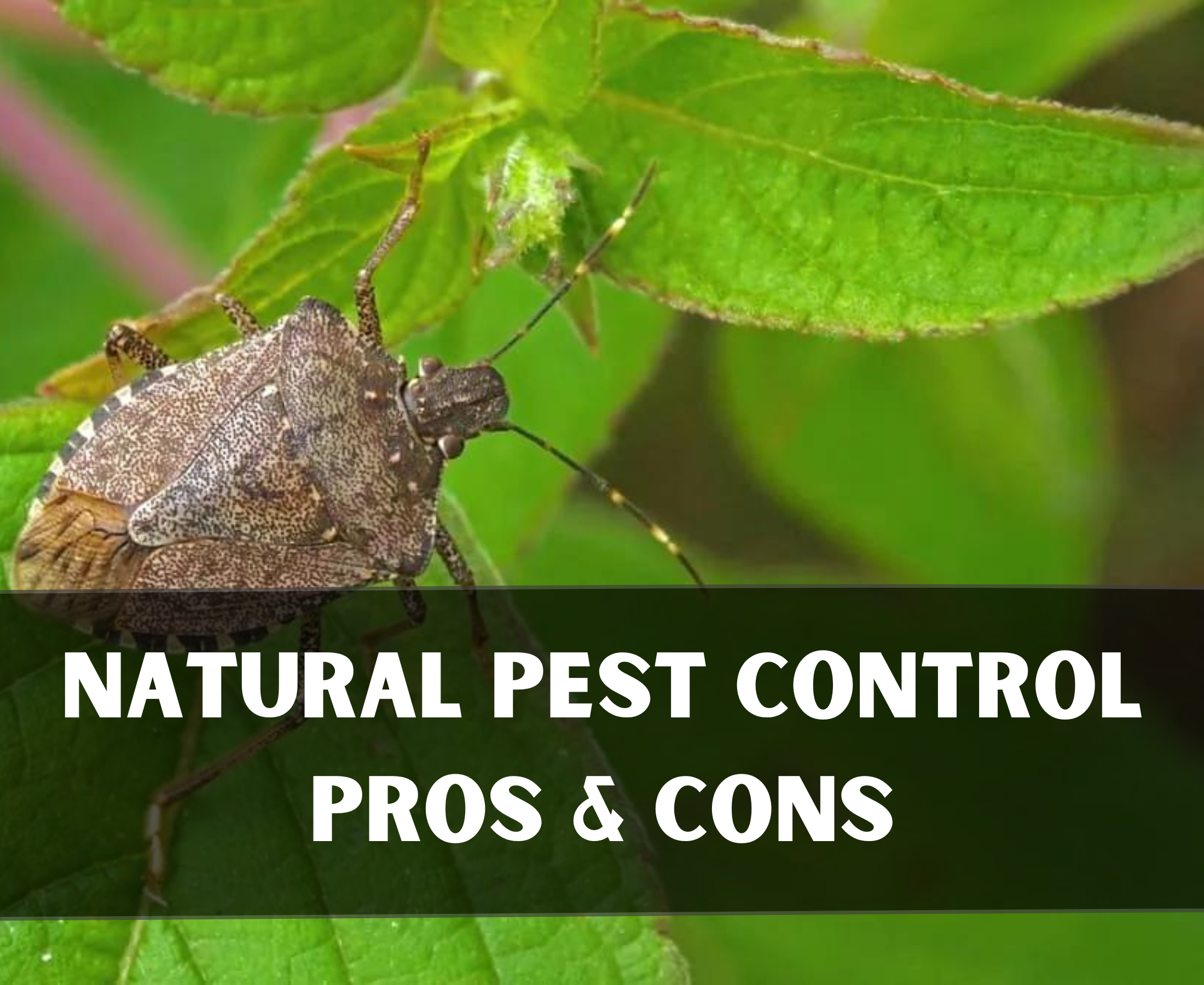 Best natural pest control strategy – Pros & cons