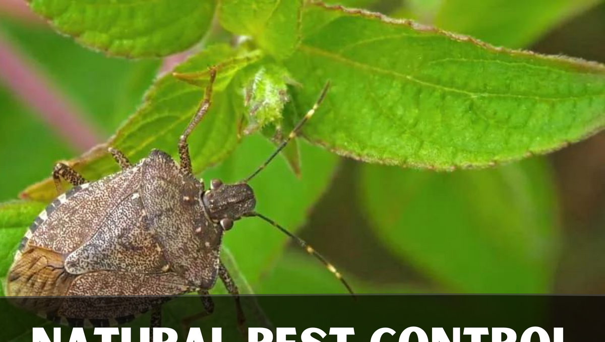 Best natural pest control strategy – Pros & cons