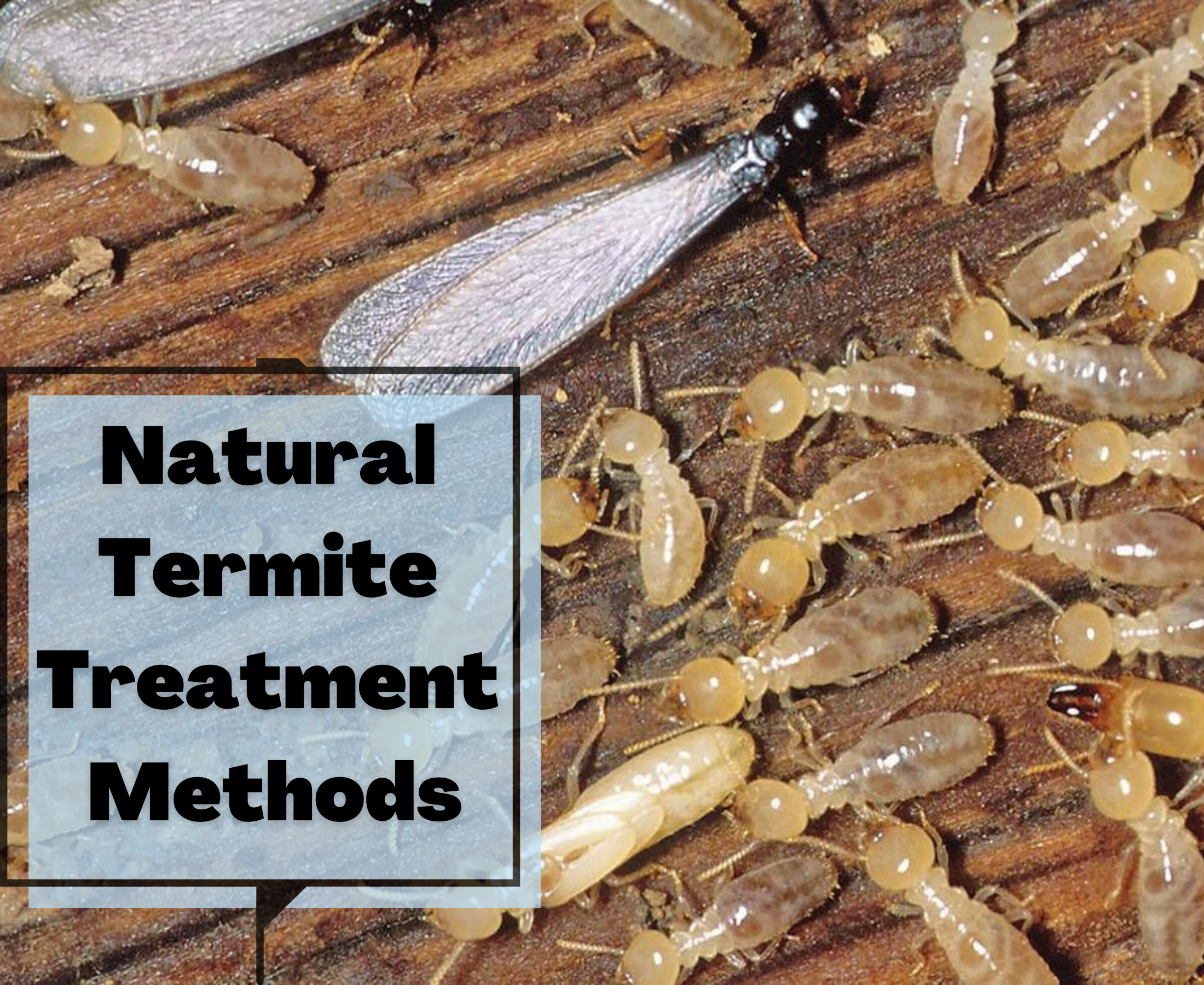 How can I get rid of termites naturally?