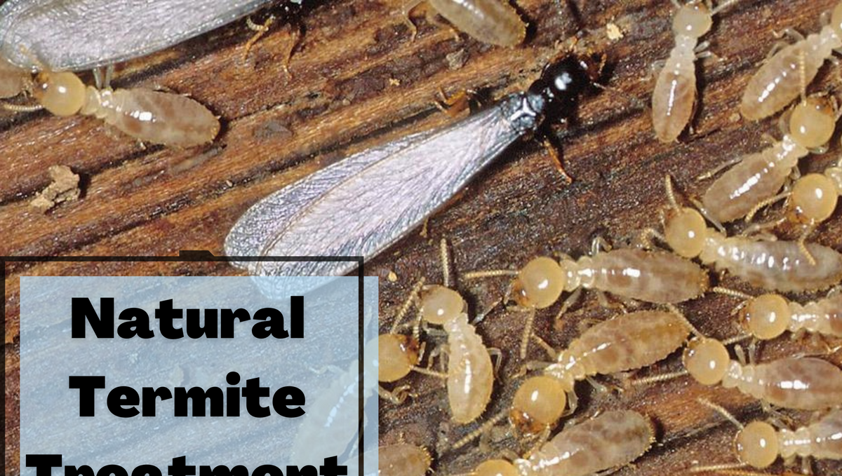 How can I get rid of termites naturally?