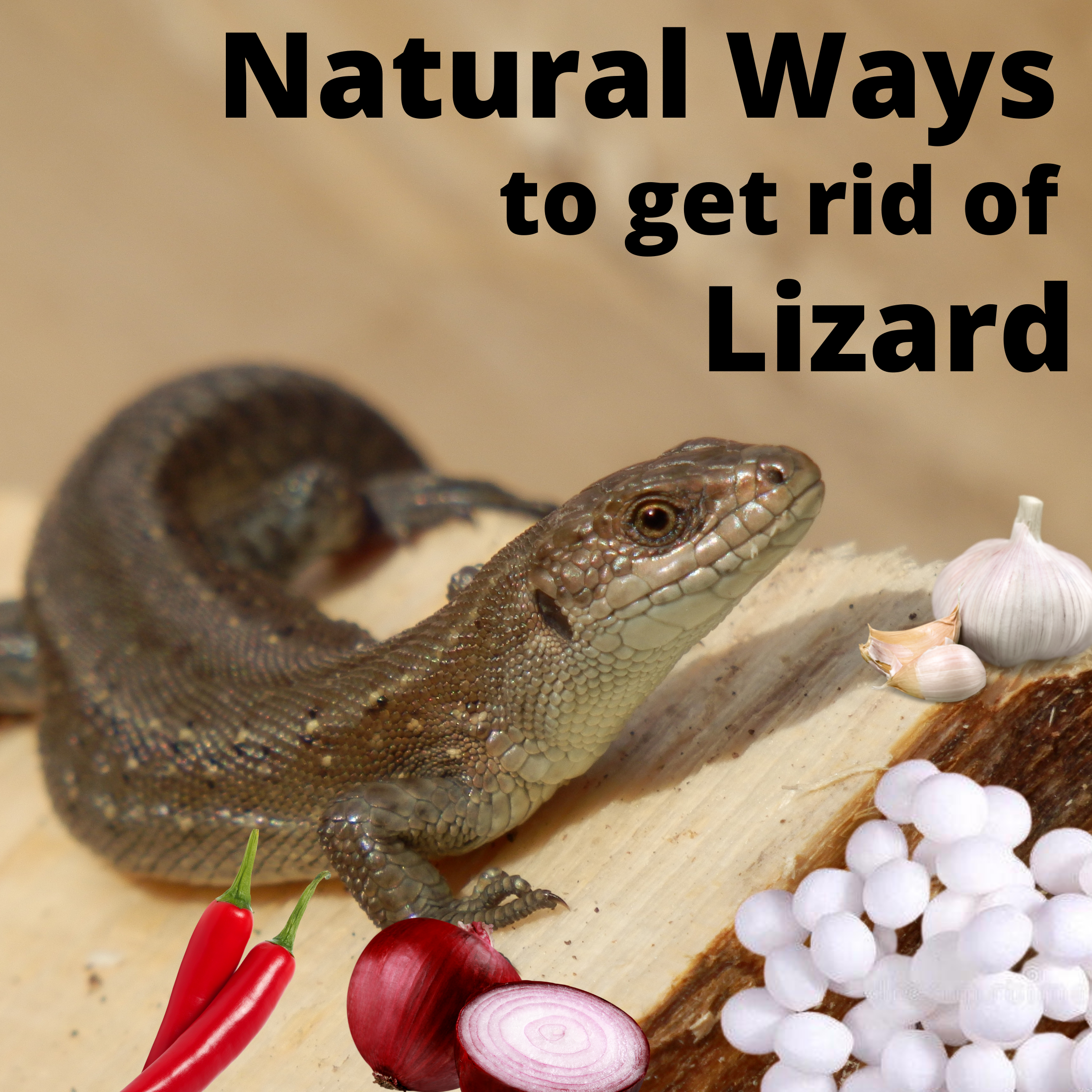 How to get rid of the lizard without killing them?