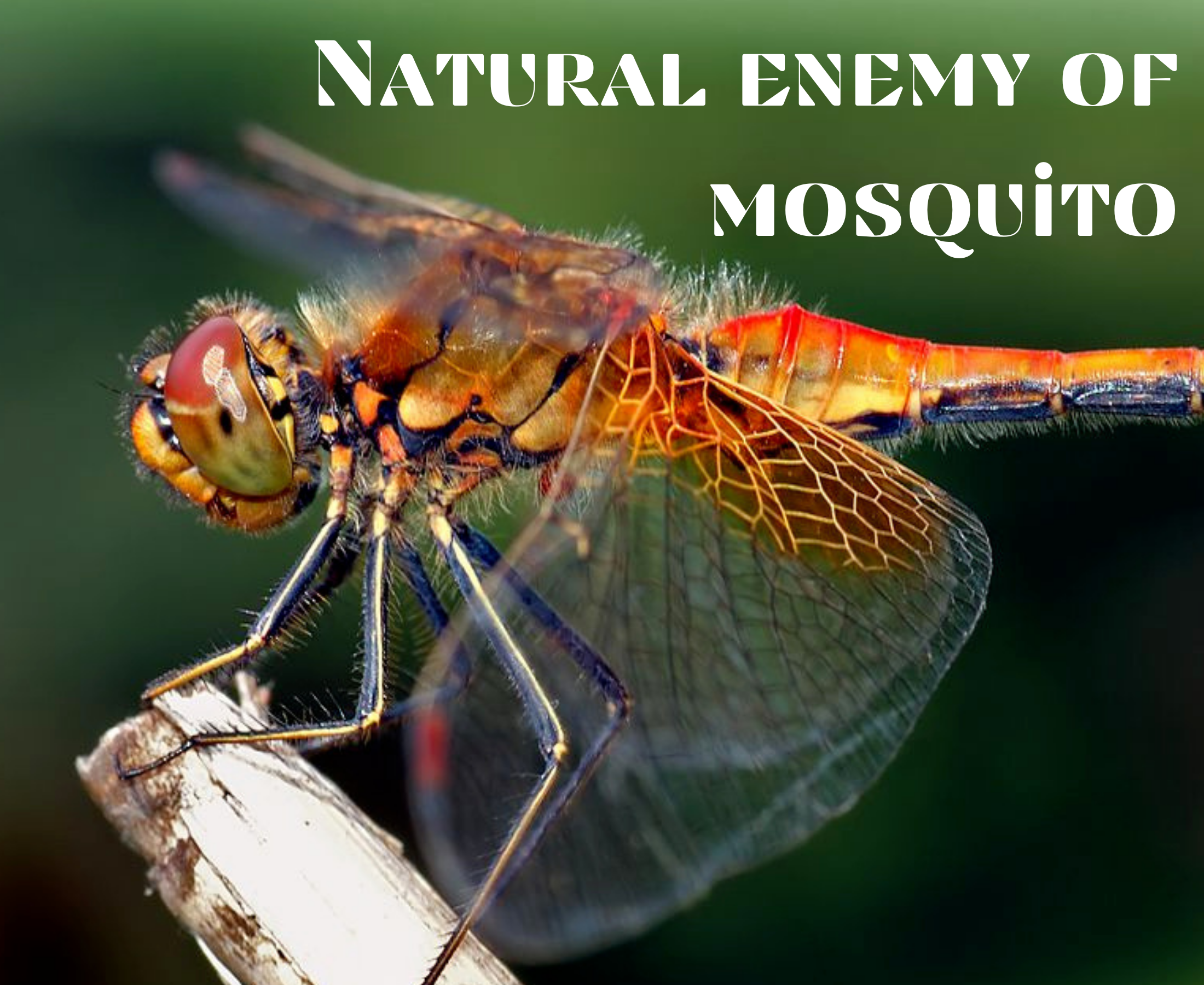 What is the biological control of mosquitoes?
