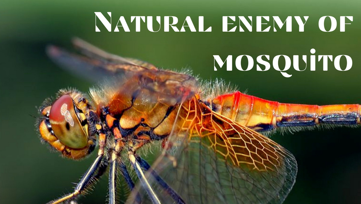 What is the biological control of mosquitoes?