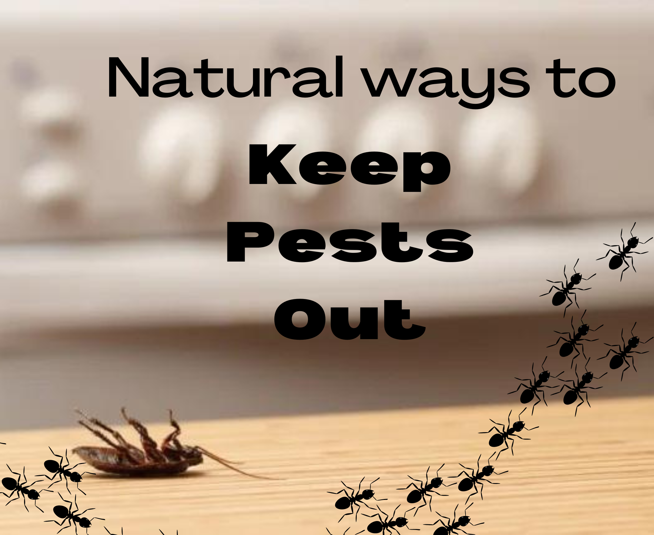 How do I keep my home insect free?