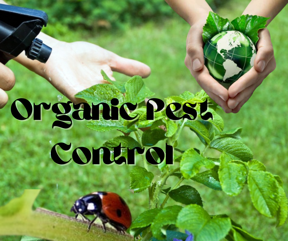 What are the benefits of organic pest control?
