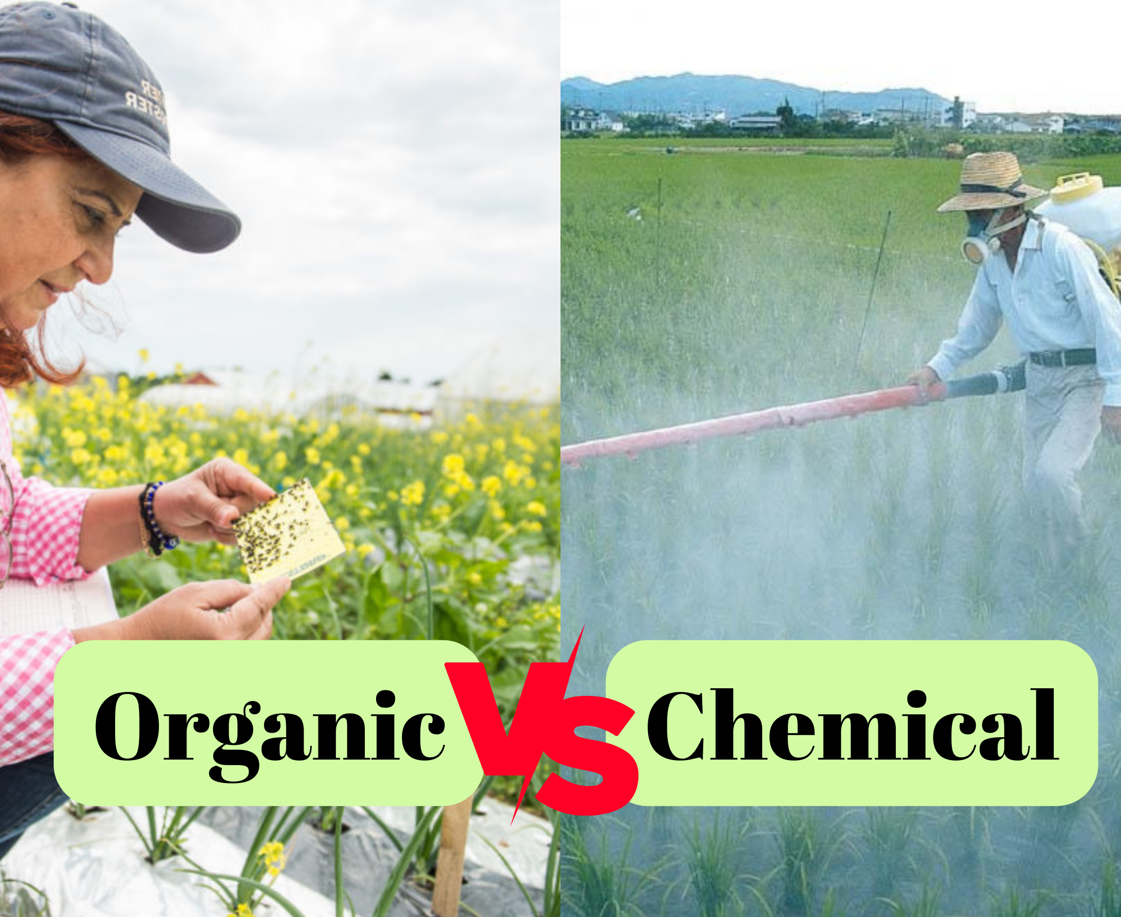 Why do people use chemical pesticides despite organic pesticides?