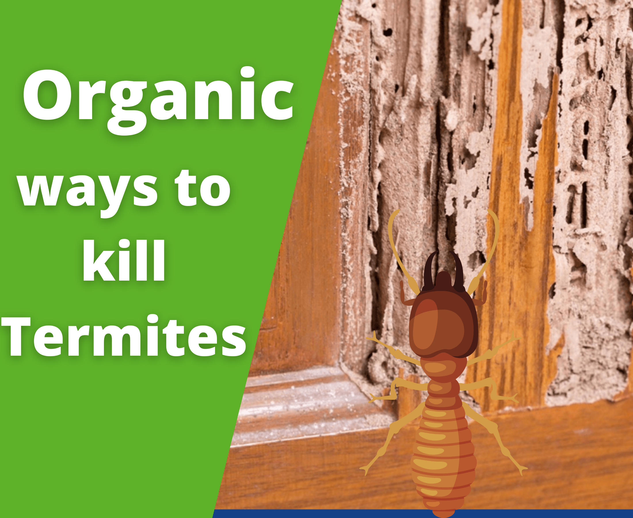 Non-toxic organic termite control product and techniques?