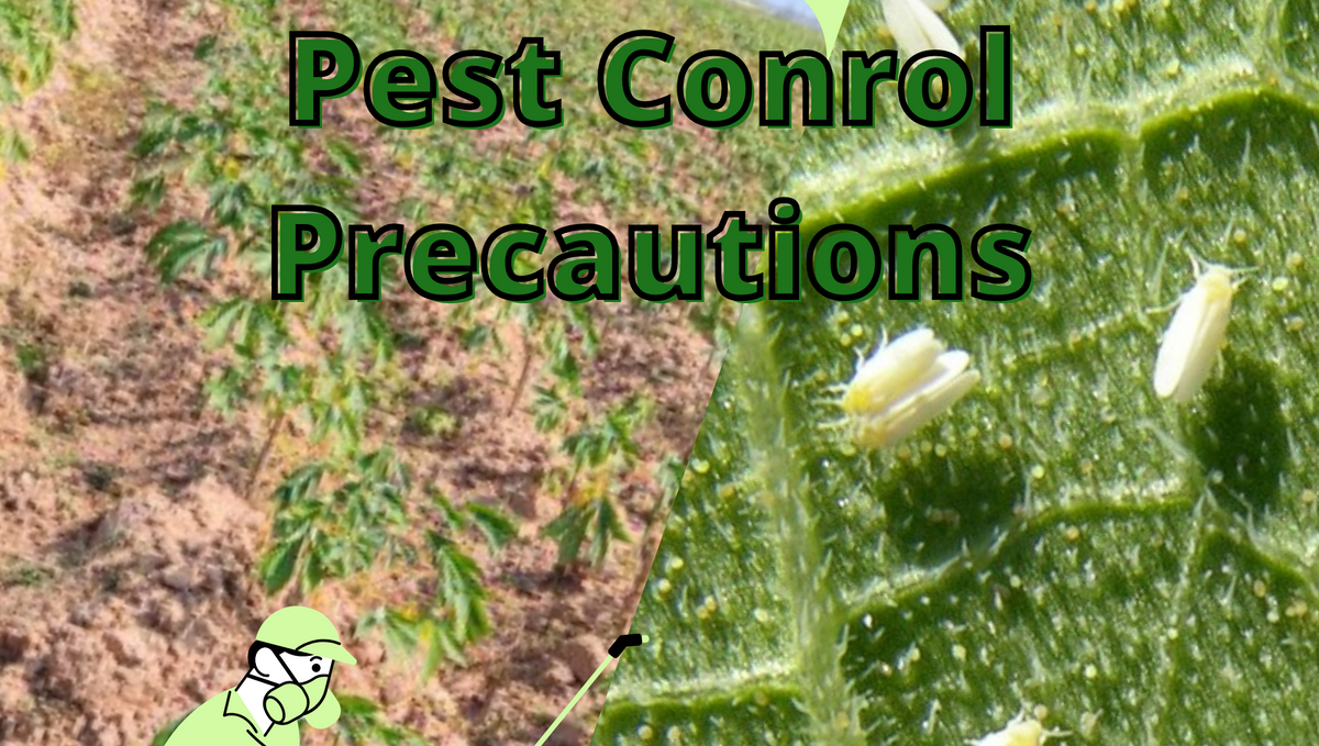 What precautions should be taken for manure and pest control for a better field?