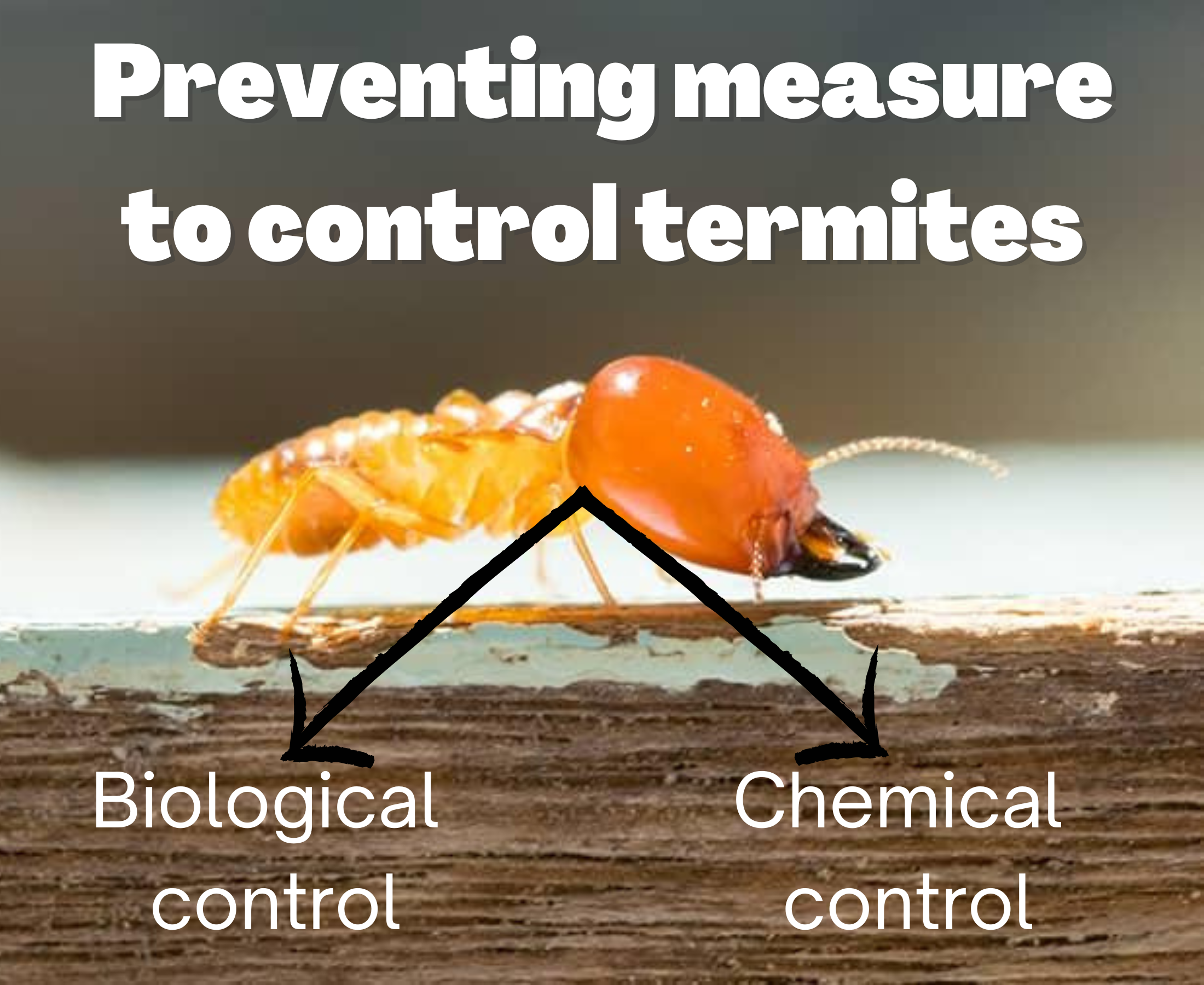 What are two preventive measures that should be adopted to control outbreaks of pests?