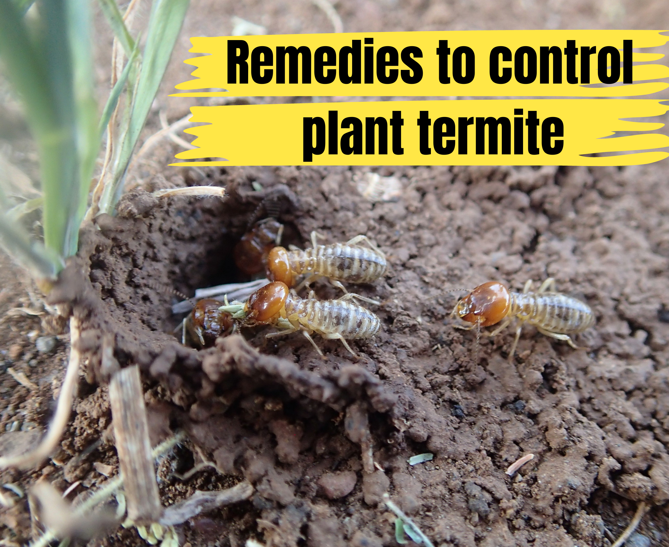 How do get rid of termites in plants?