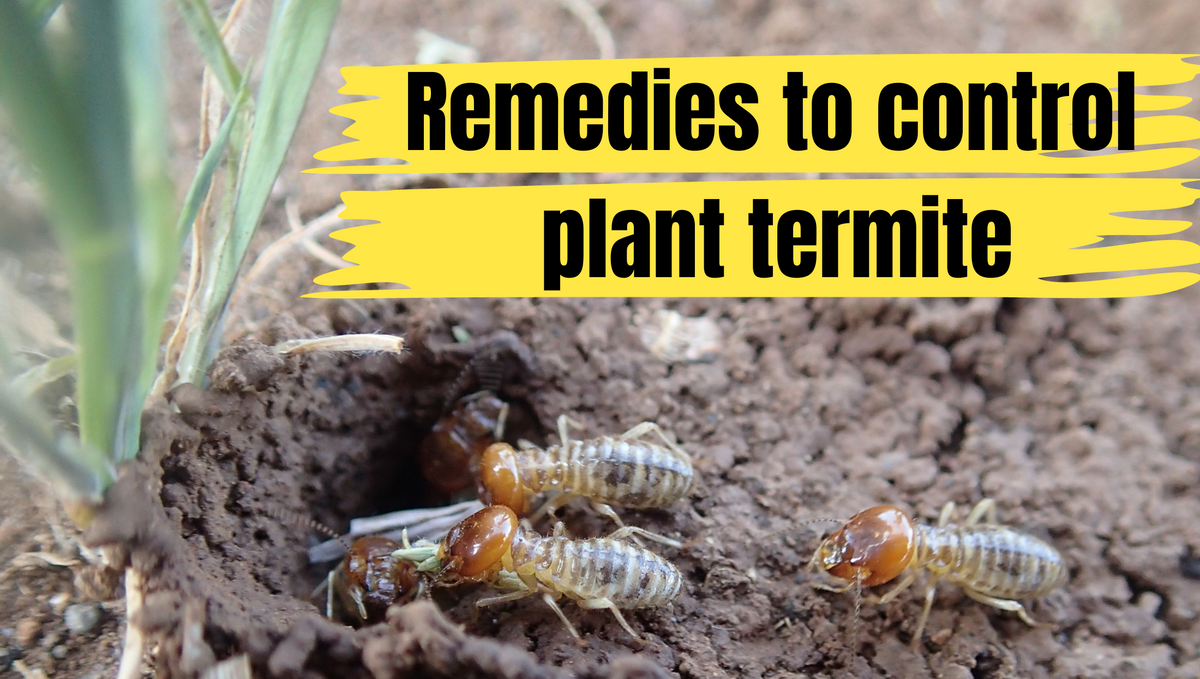 How do get rid of termites in plants?