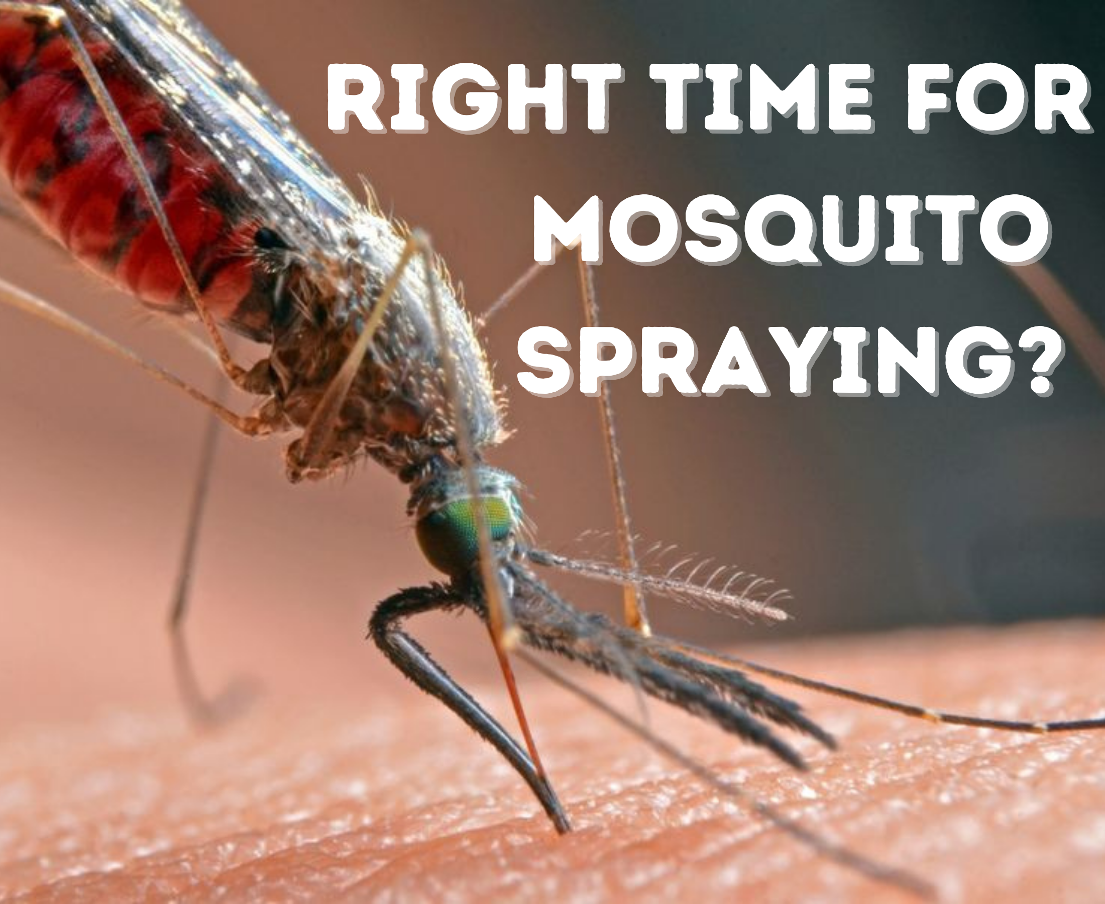 What is the right time for mosquito spray?