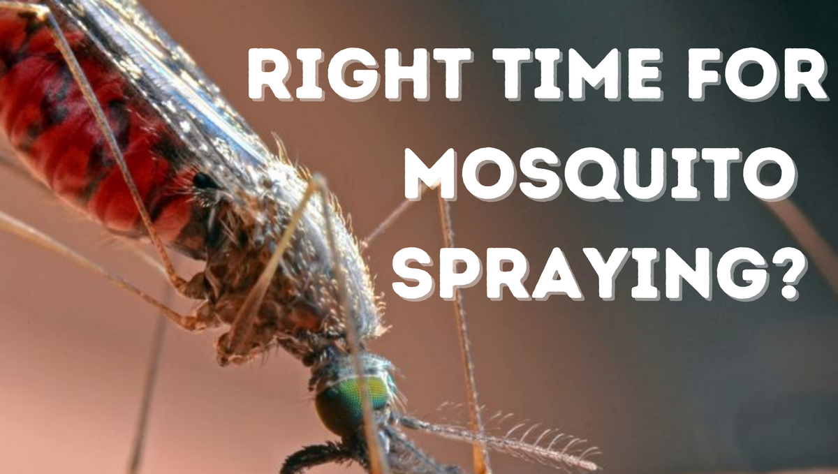 What is the right time for mosquito spray?