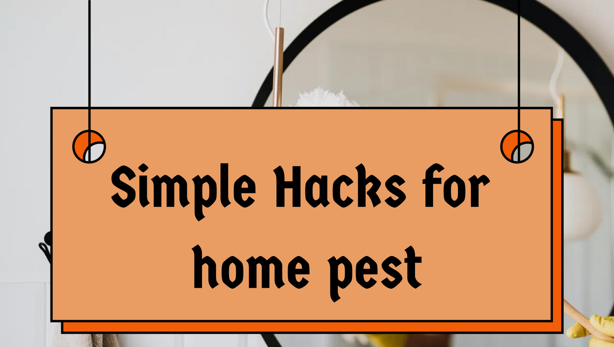 Best natural pest control – Simple hacks for your home