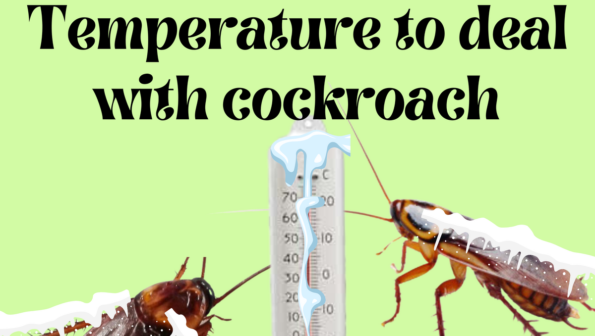 Can extreme temperatures kill cockroaches?