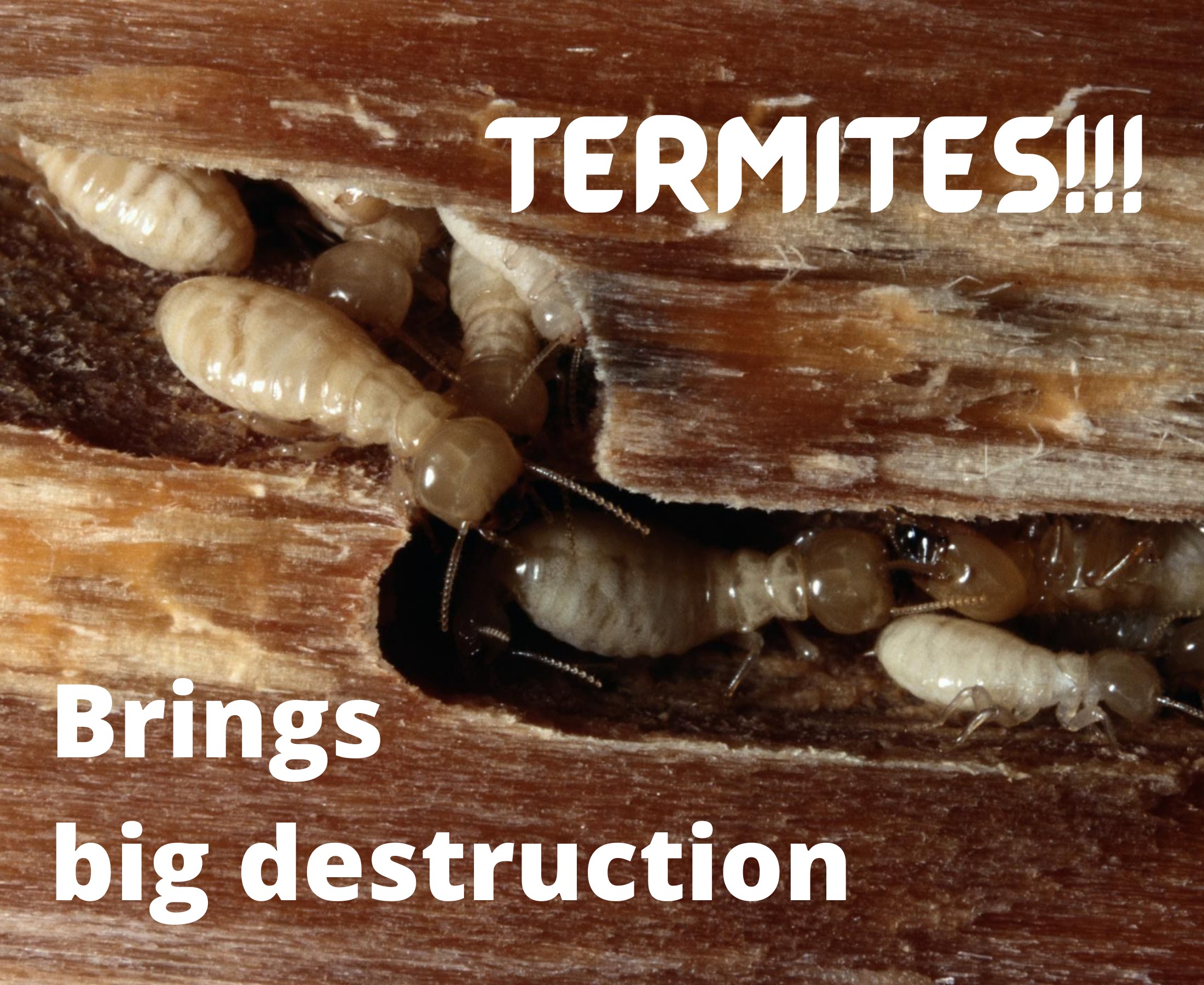 What are the side effects of drilling termite treatments?