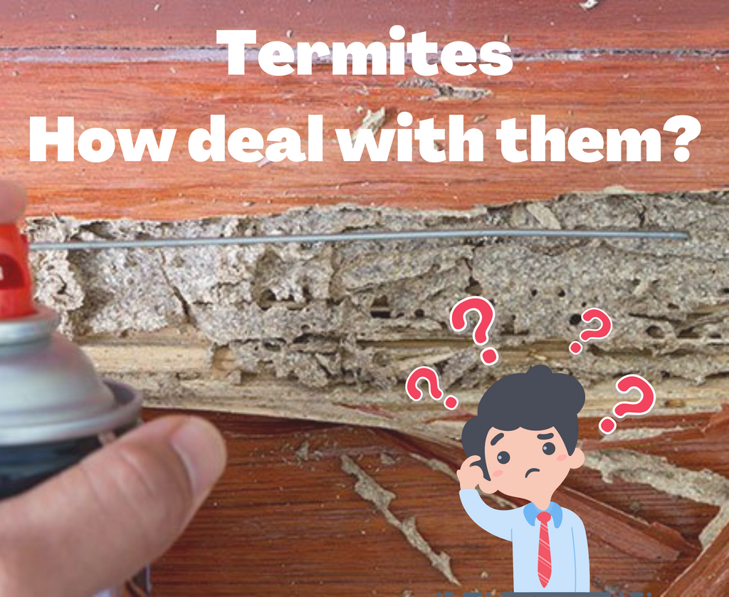 What is the solution to prevent the termite problem after years of con