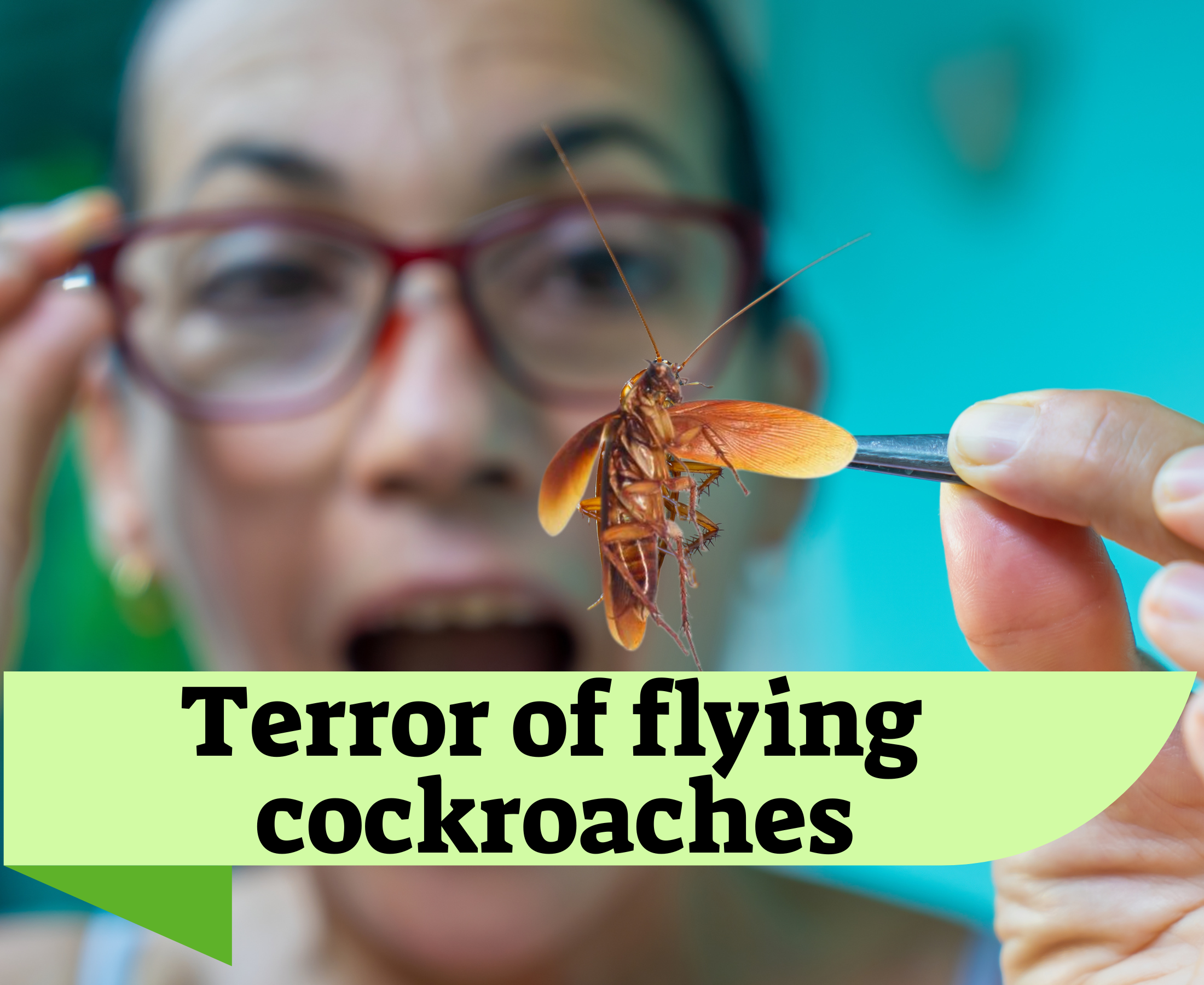 How to Get Rid of Flying Cockroaches