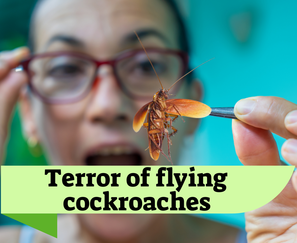 How To Get Rid Of Flying Cockroaches All You Should Learn