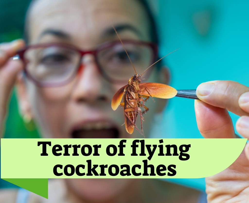 How to Get Rid of Flying Cockroaches: All You Should Learn