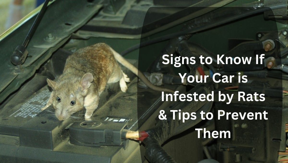 Signs to Know If Your Car is Infested by Rats & Tips to Prevent Them