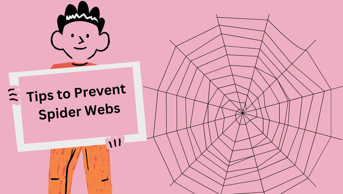 Tips to Prevent Spider Webs in House! Five Helpful Tips