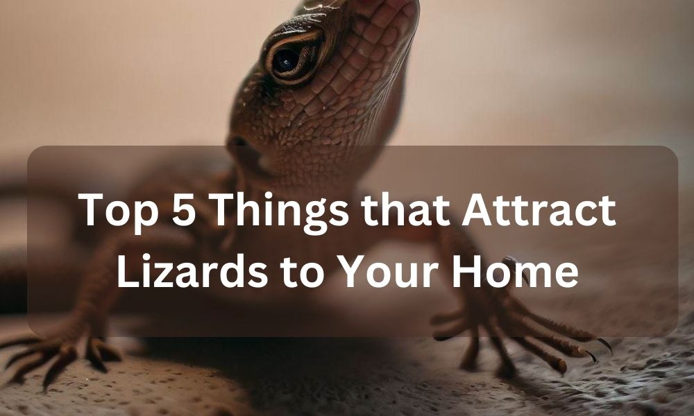 Top 5 Things that Attract Lizards to Your Home