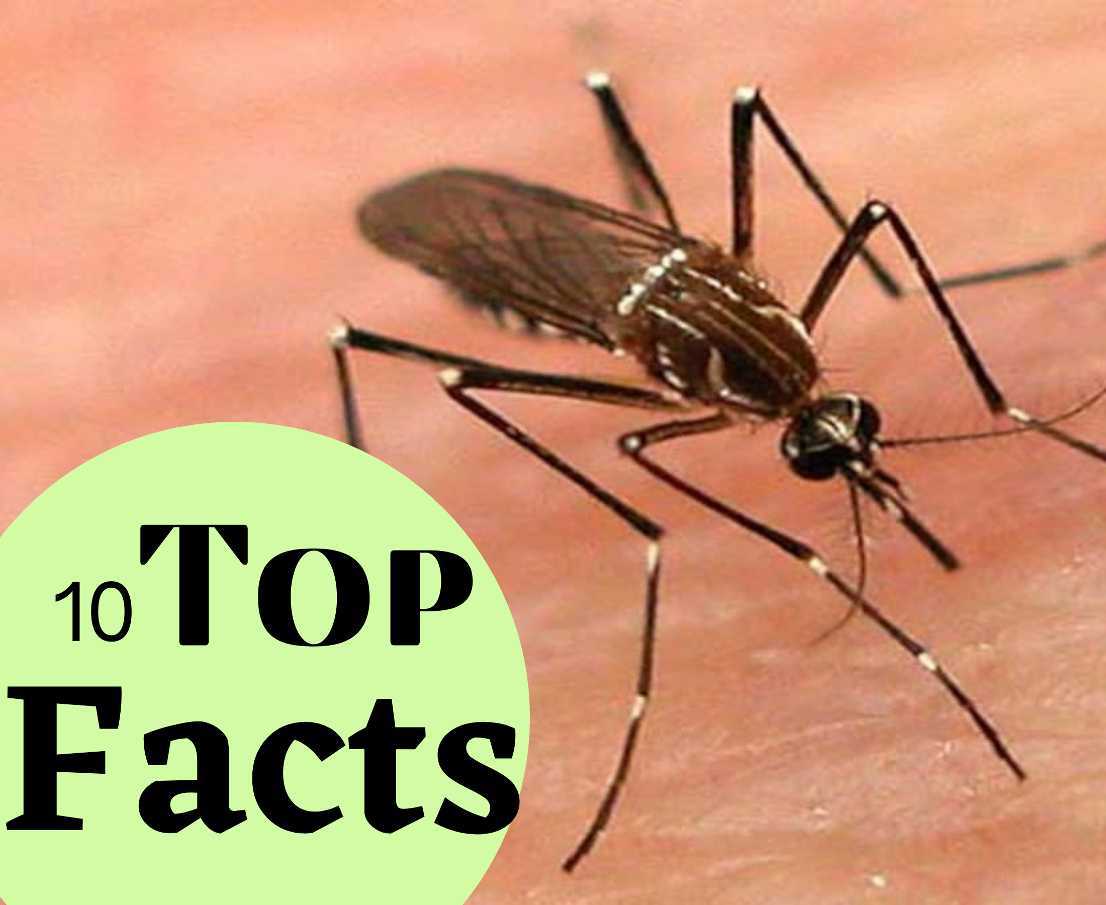 10 interesting facts about the mosquito that can shock you!