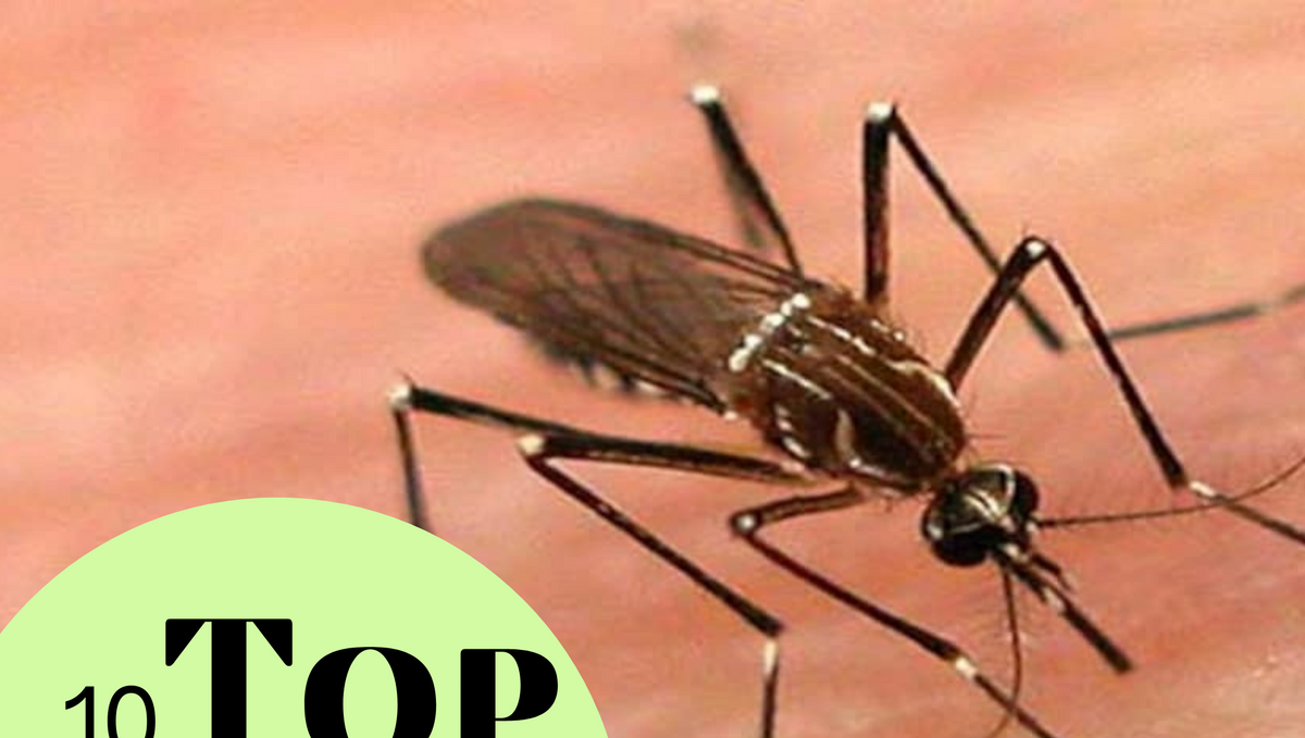 10 interesting facts about the mosquito that can shock you!