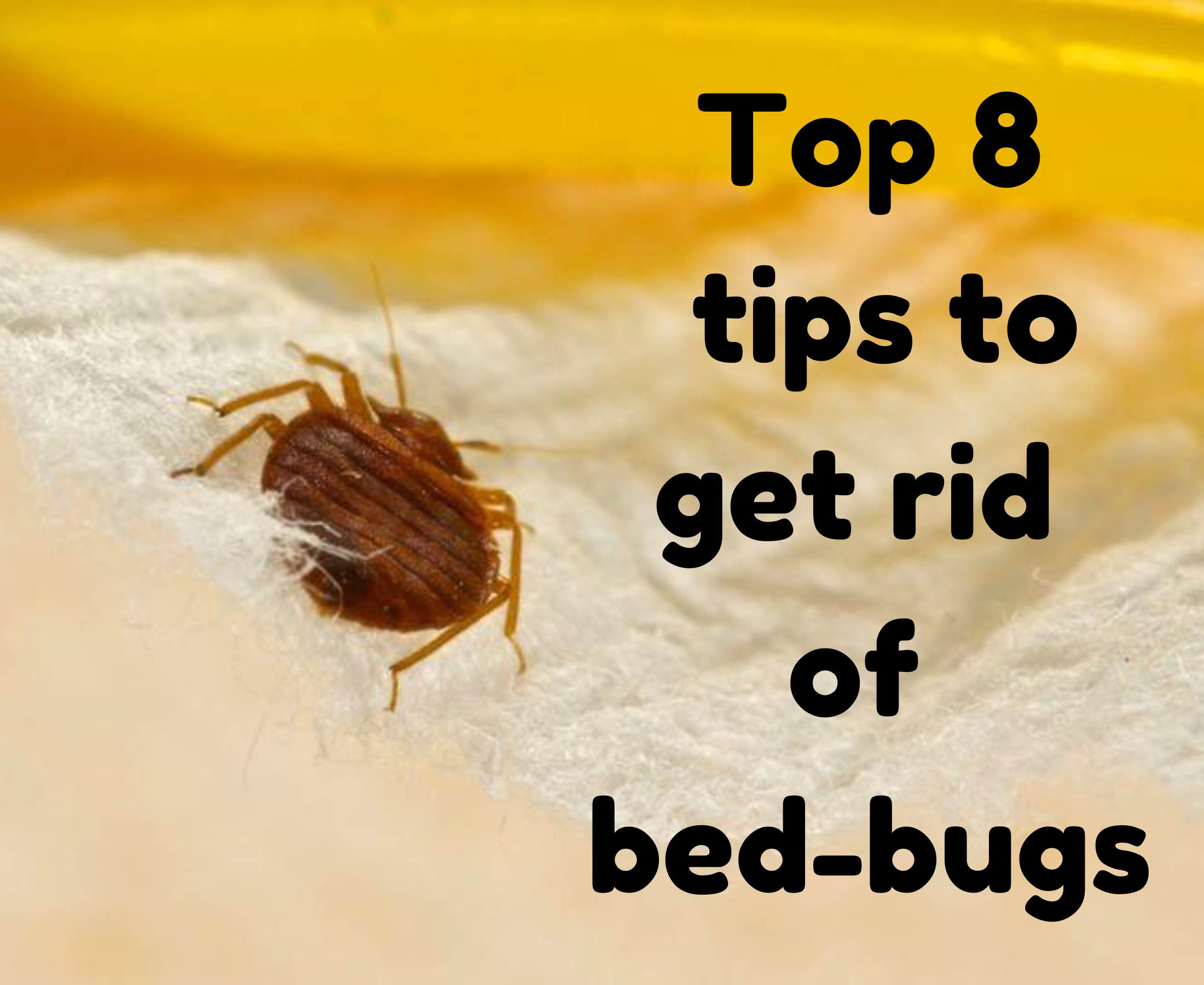 Bed Bug Removal