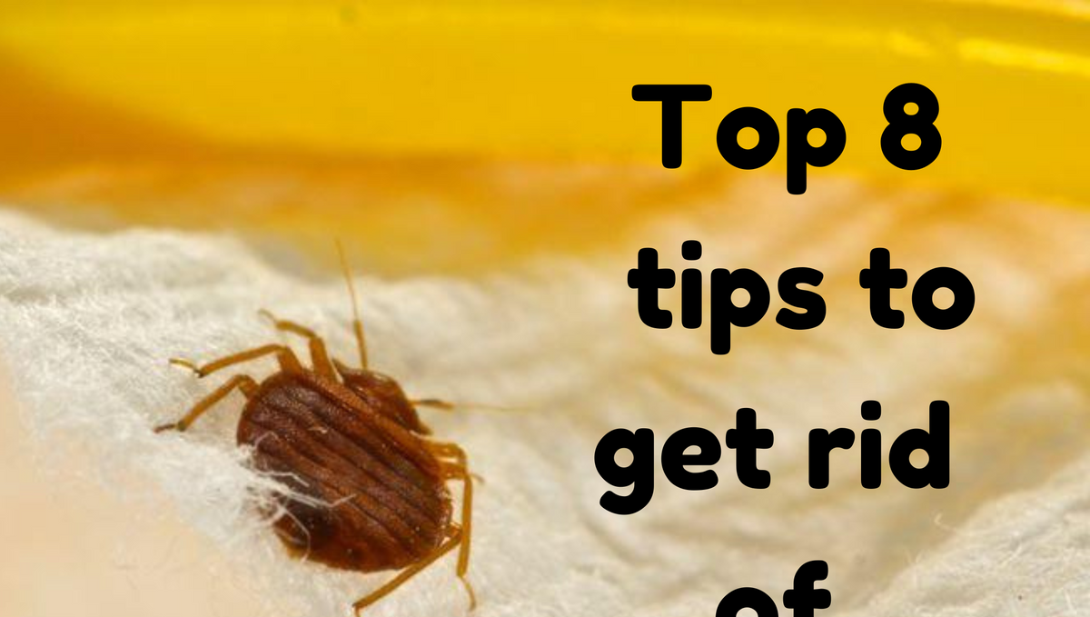 Top 8 tips to get rid of bed bugs permanently