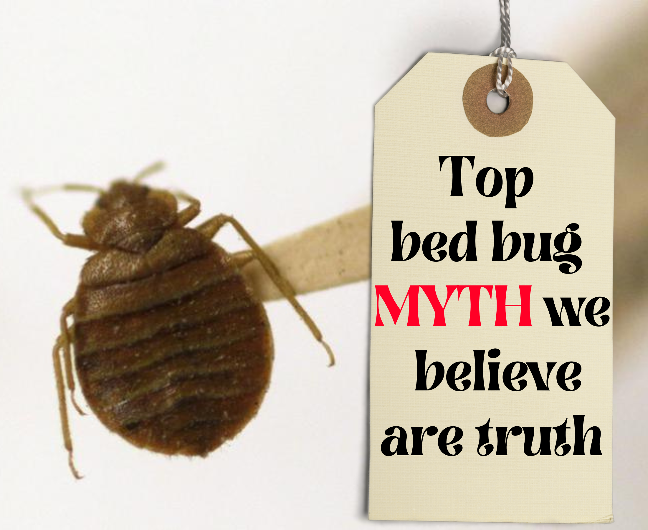 Does a dirty house invite a bed bug? Bed bug myths