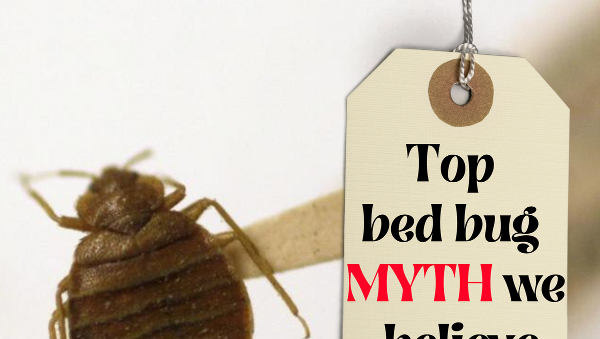 Does a dirty house invite a bed bug? Bed bug myths