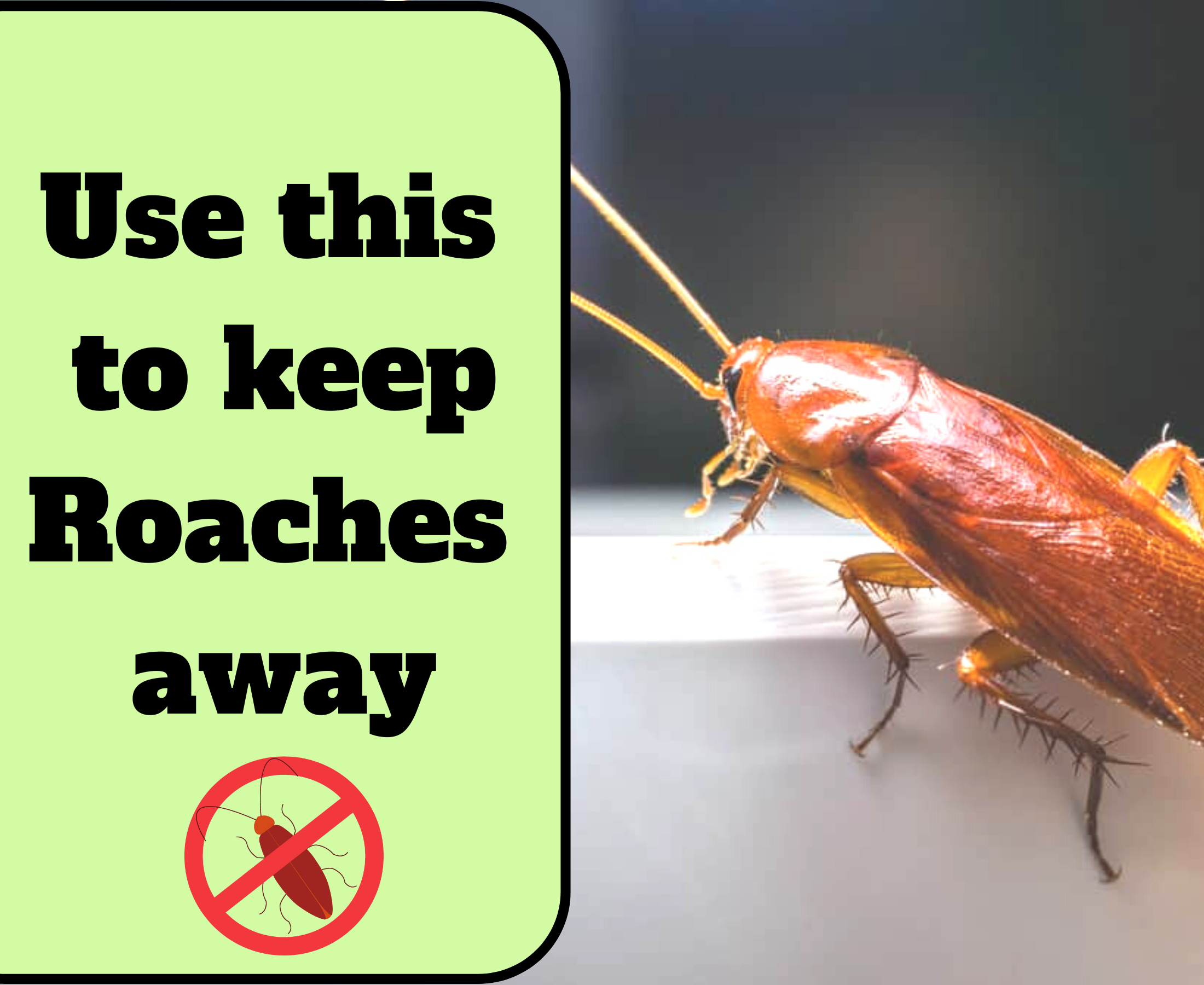 What smell will keep roaches away?