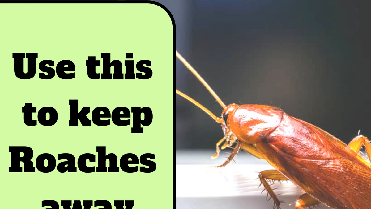 What smell will keep roaches away?