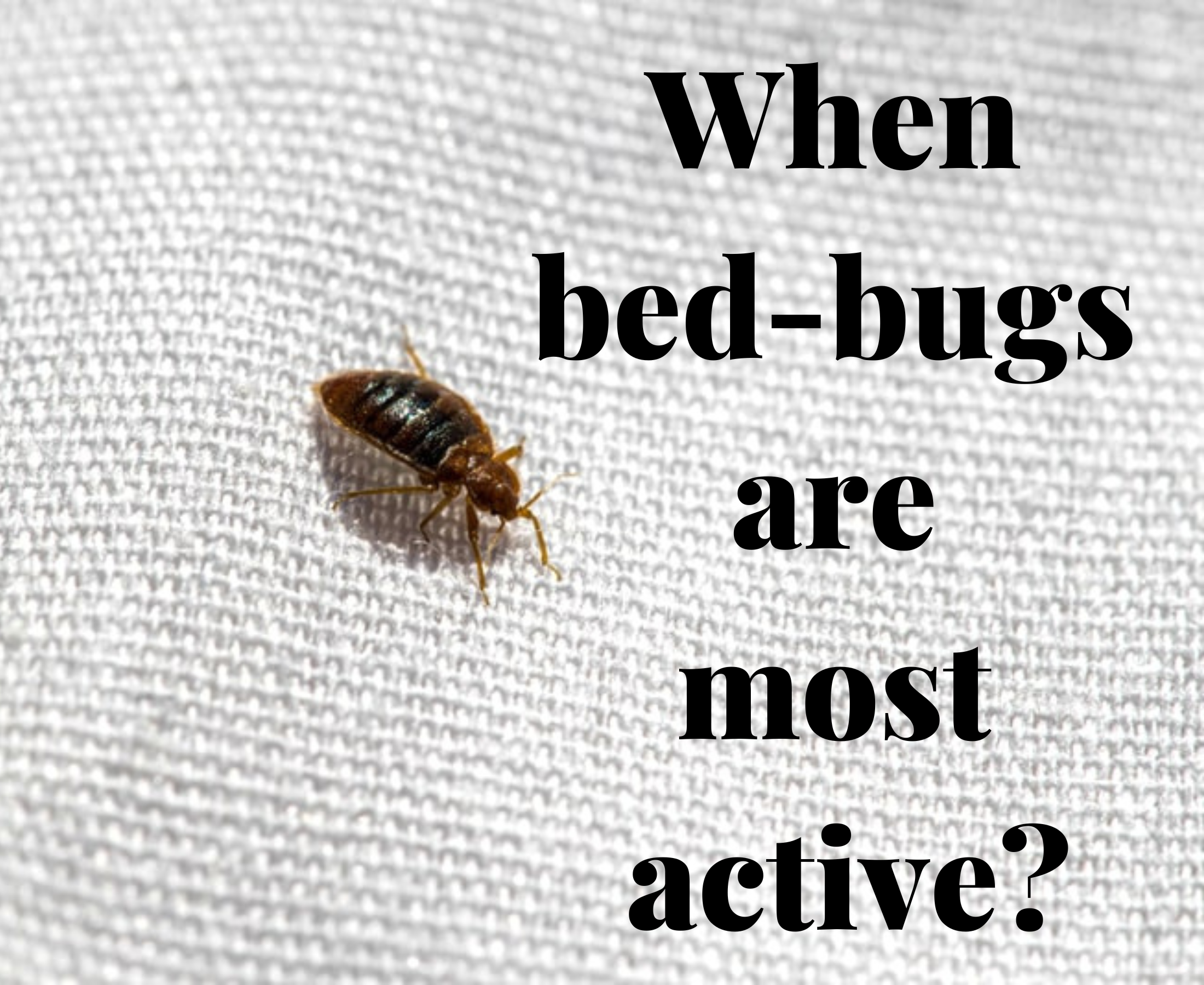 What time of day bed bug is most active?