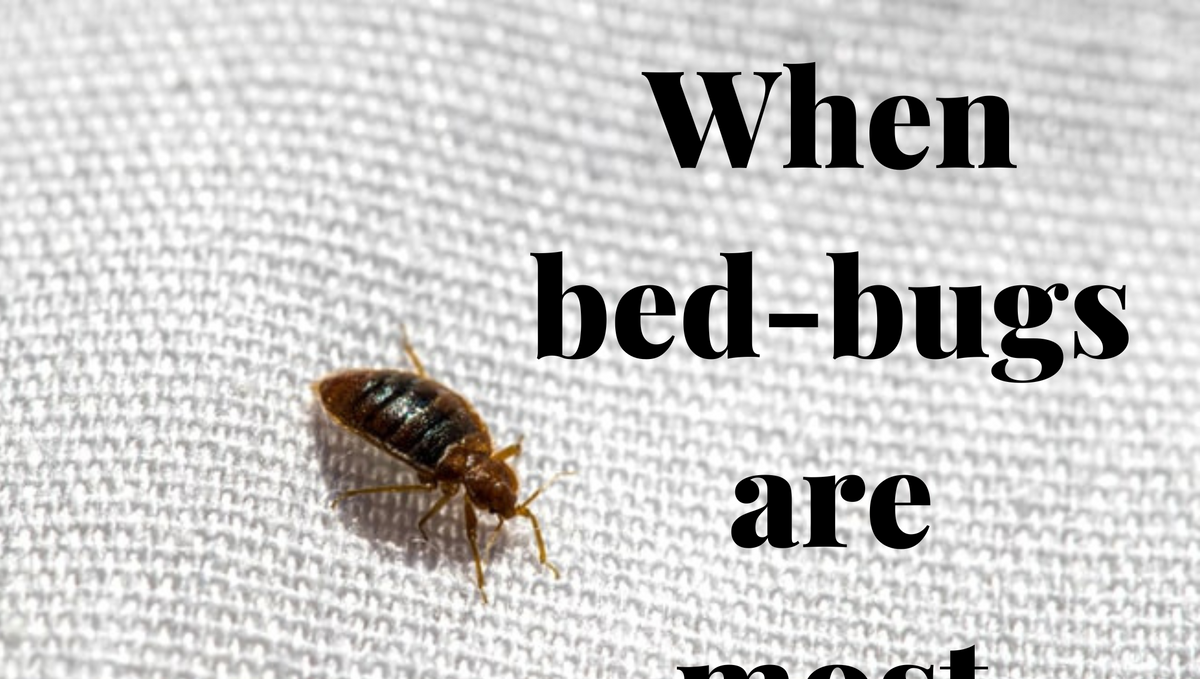 What time of day bed bug is most active?