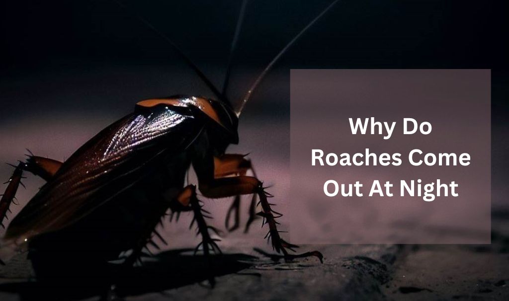 Unveiling the Mystery: Why Do Roaches Come Out at Night