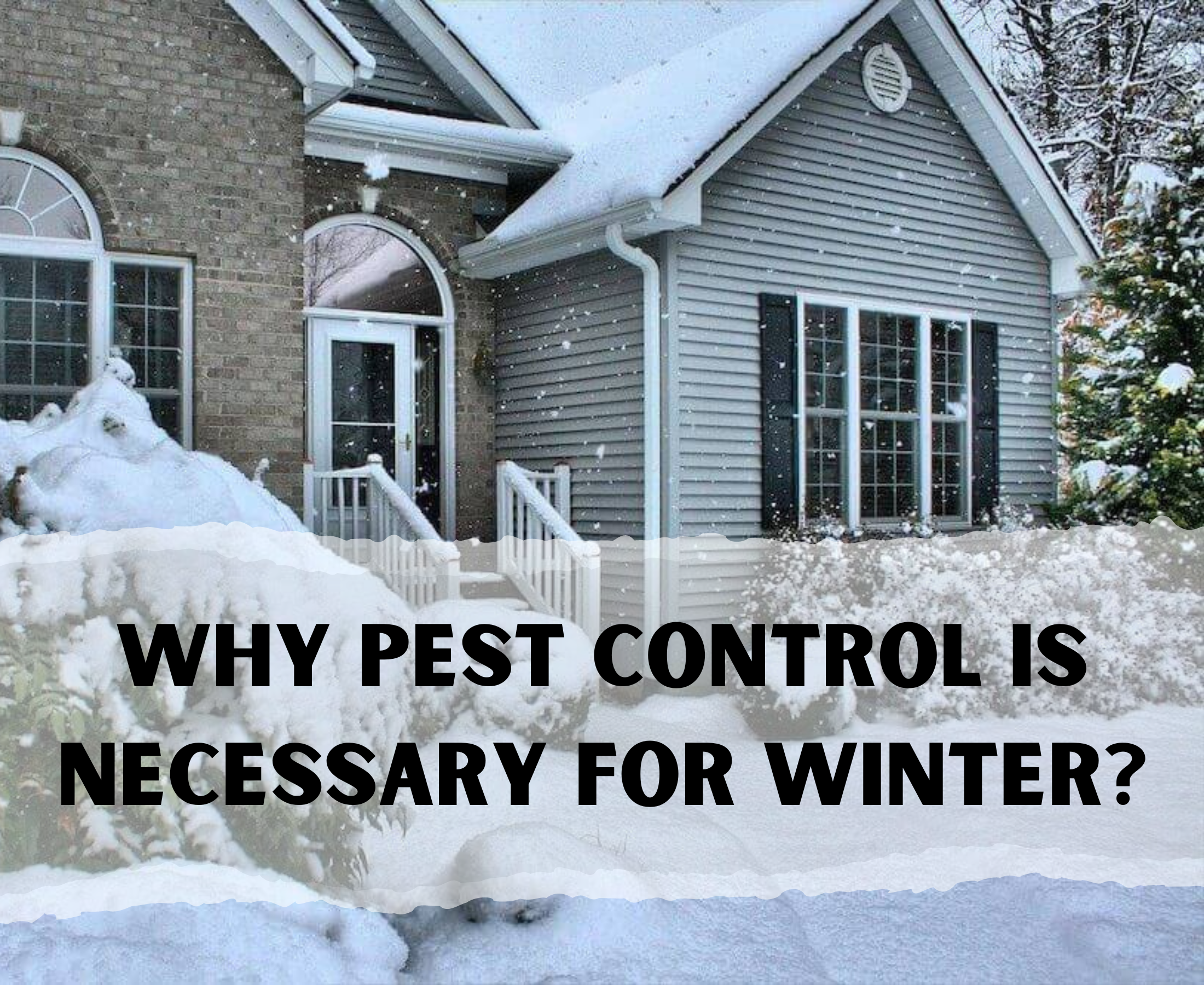 Why do you need to keep pest control in winter?