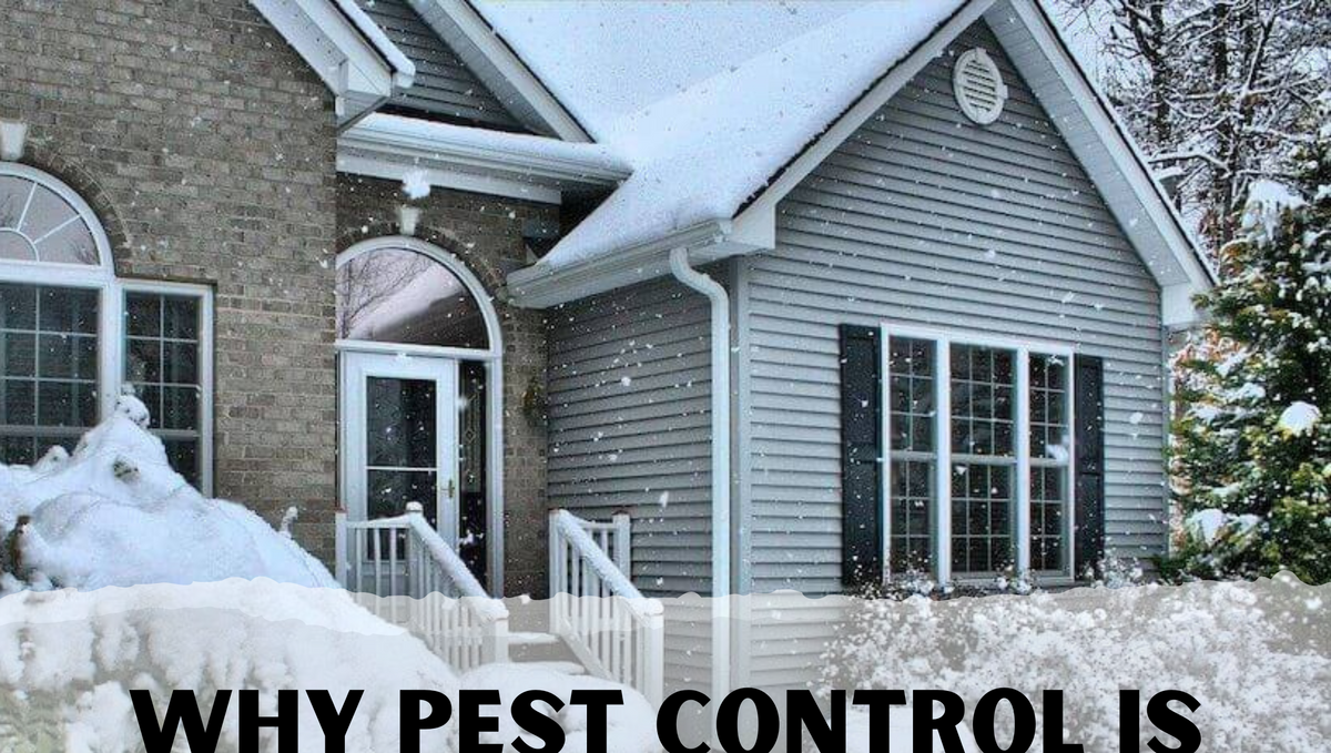 Why do you need to keep pest control in winter?