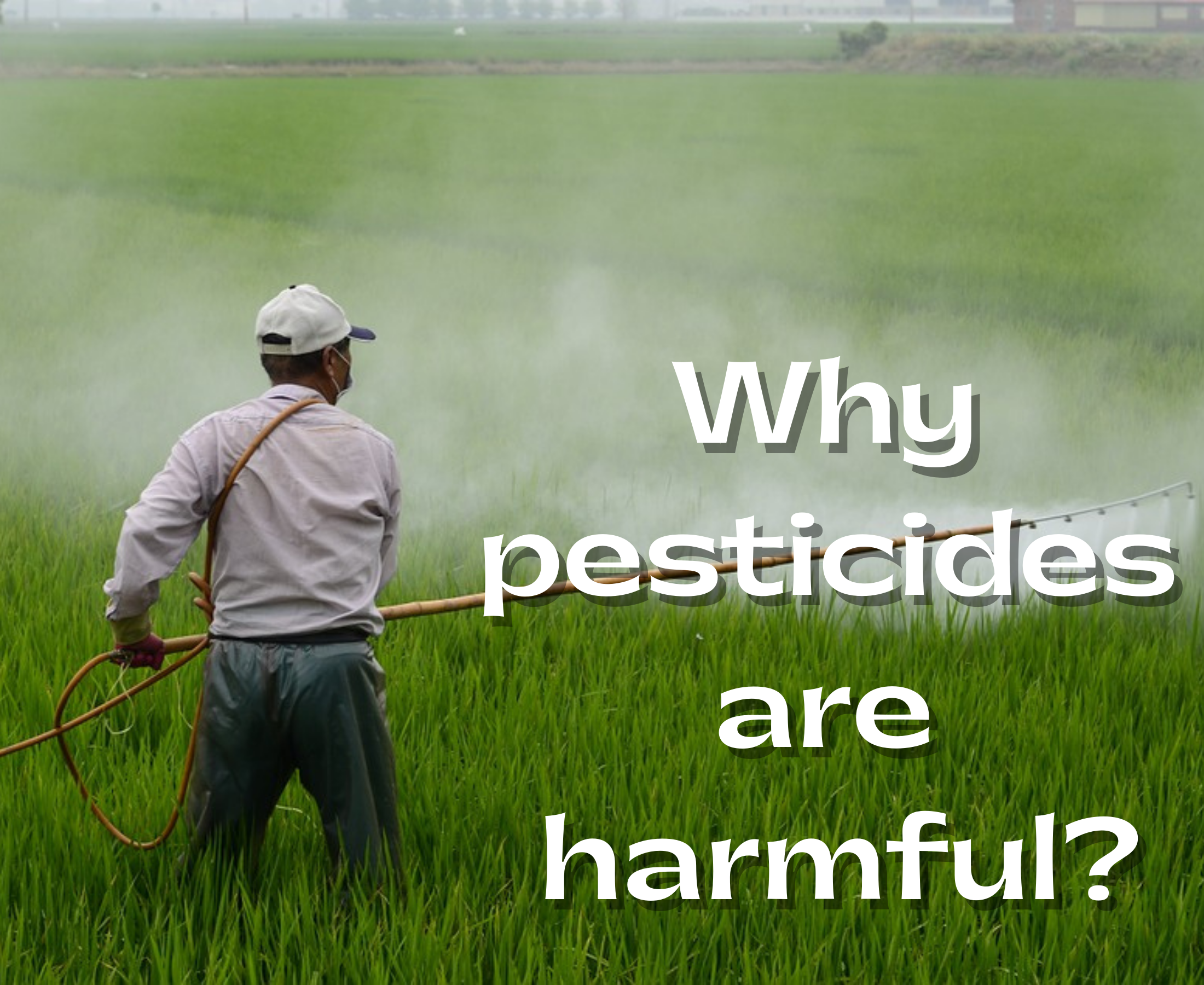 Pesticides are harmful, why? Solution for this