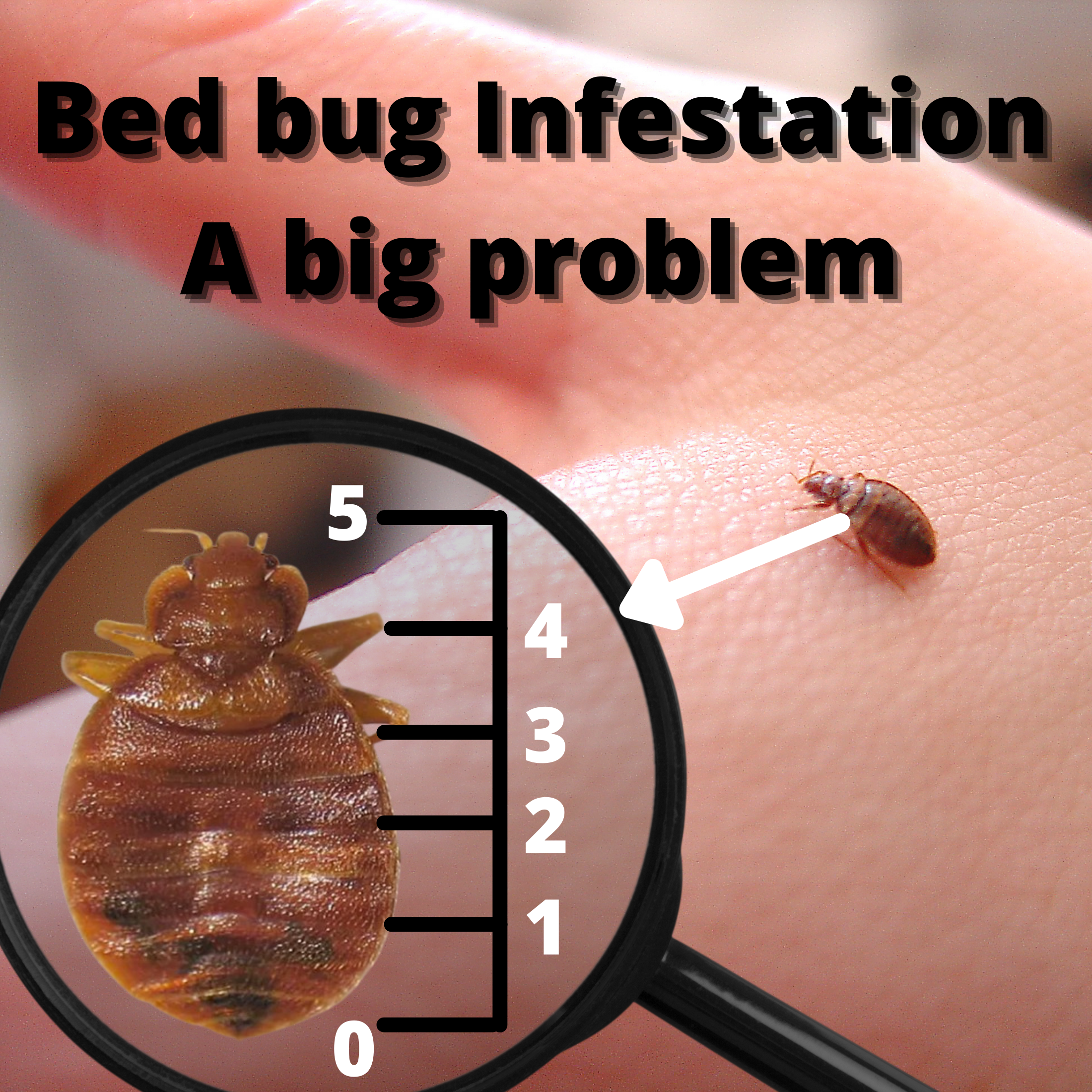 Bed bug infestation - A big problem