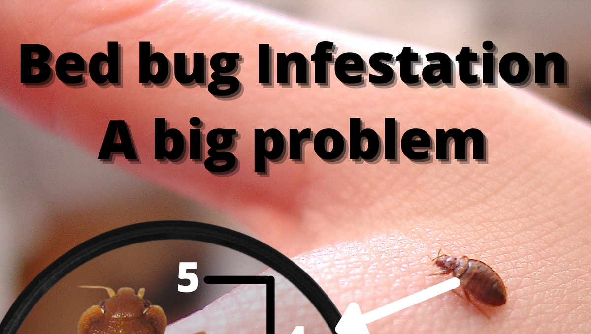 Bed bug infestation - A big problem